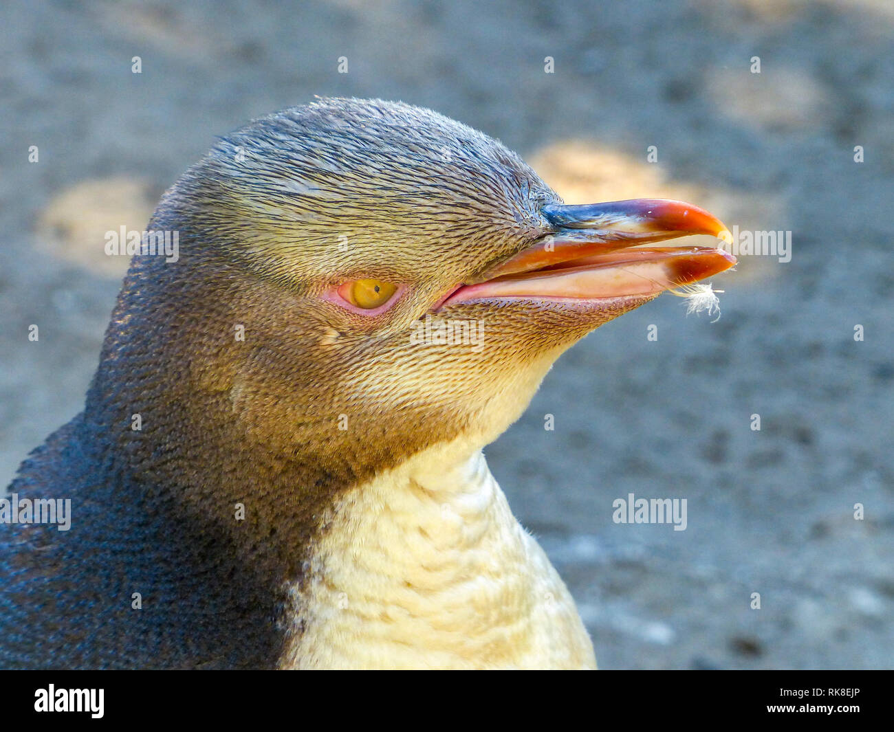 Yellow-eyed penguin (Megadyptes antipodes), Dunedin, Otago, South Island, New Zealand, Stock Photo