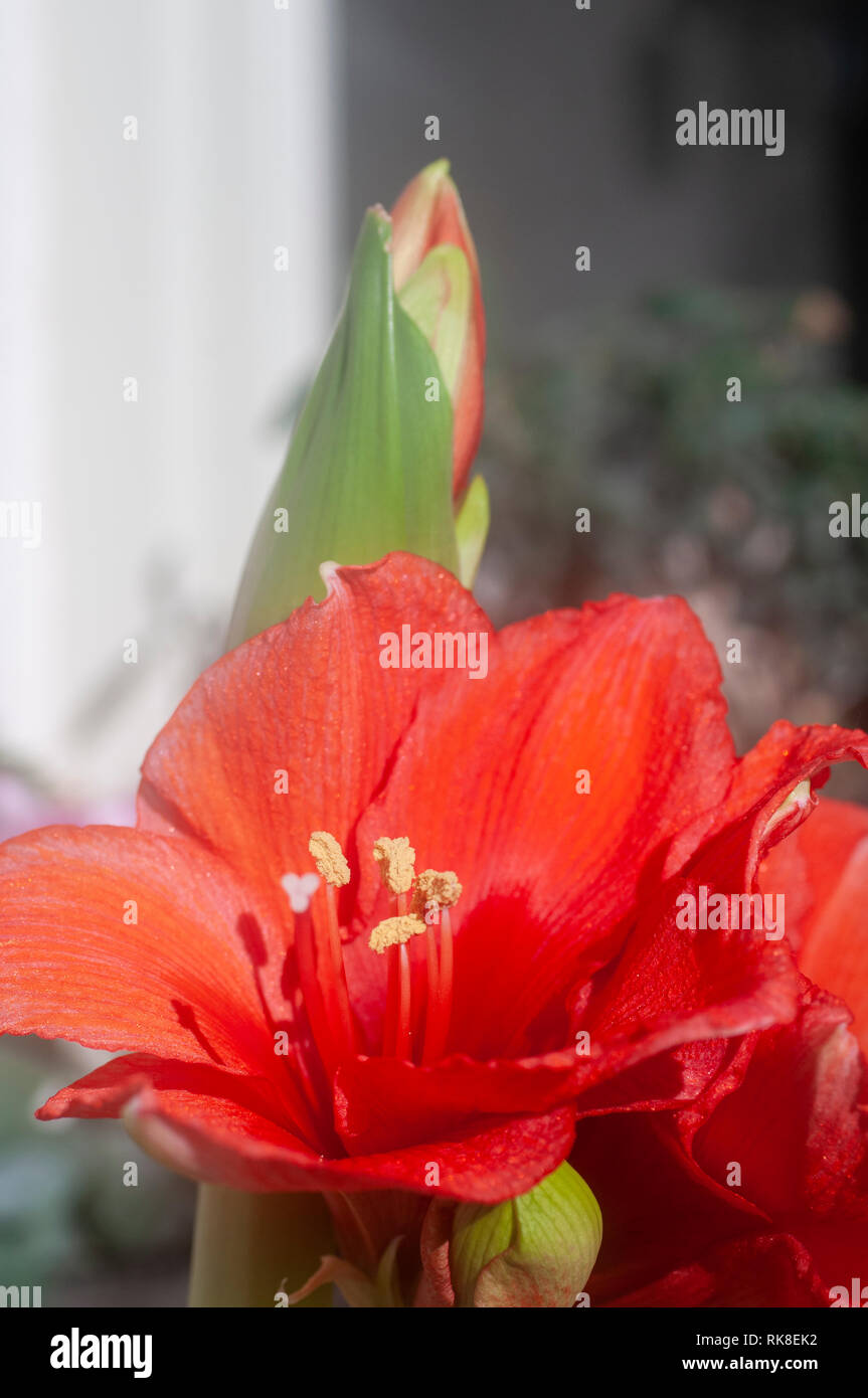 flowering red Hippeastrum flower. (Sometimes called incorrectly, amaryllis). Photographed in Israel in January Stock Photo
