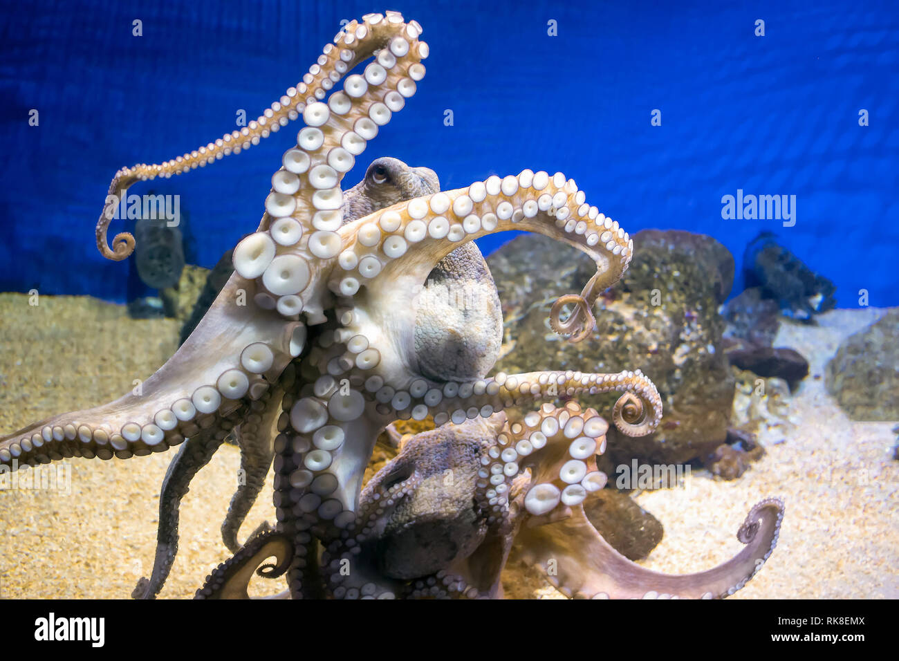Common octopus in large sea water aquarium Stock Photo Alamy