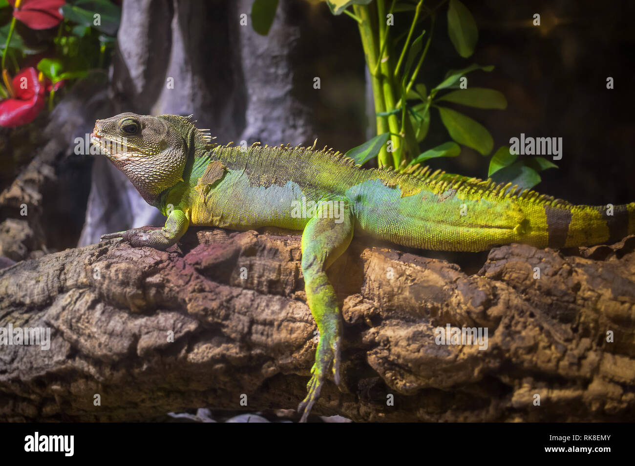 A green iguana standing on a branch,This arboreal lizard is also known as common iguana or American iguana and is native to Central and South America Stock Photo