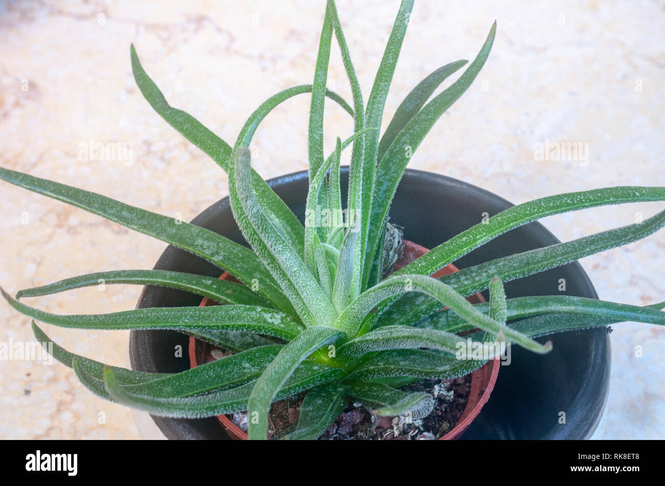 Devil's Horns, a cultivar of Crassula nudicaulis. Photographed in