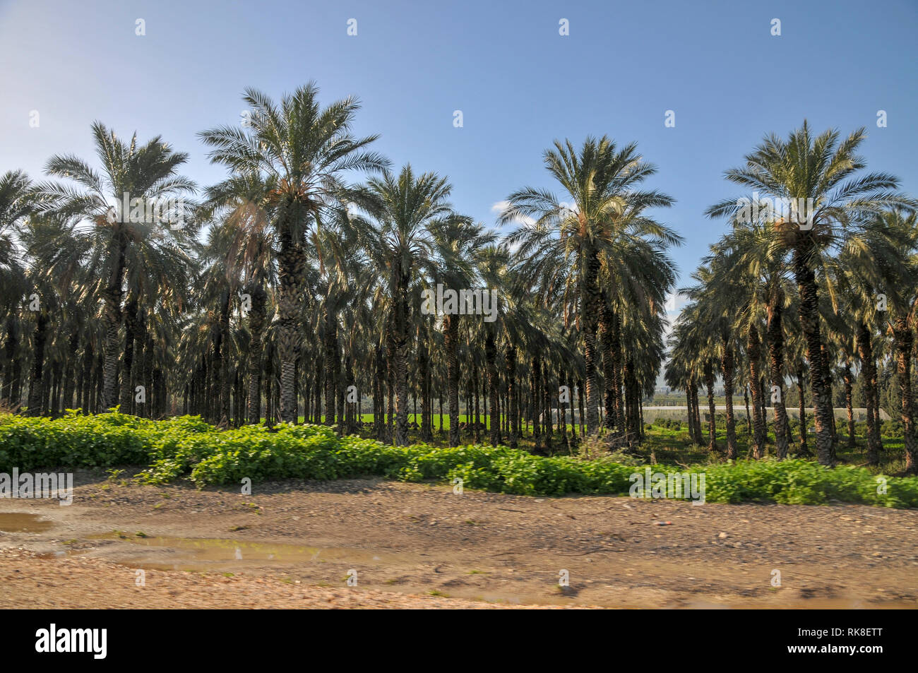 Date palm israel hi-res stock photography and images - Page 2 - Alamy