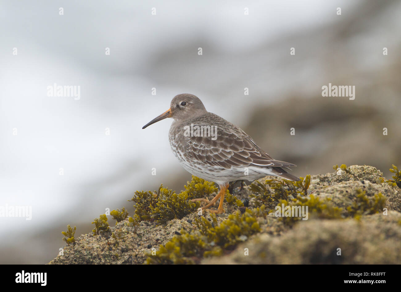 Purple sandpiper (adult) in winter in the north of Spain Stock Photo