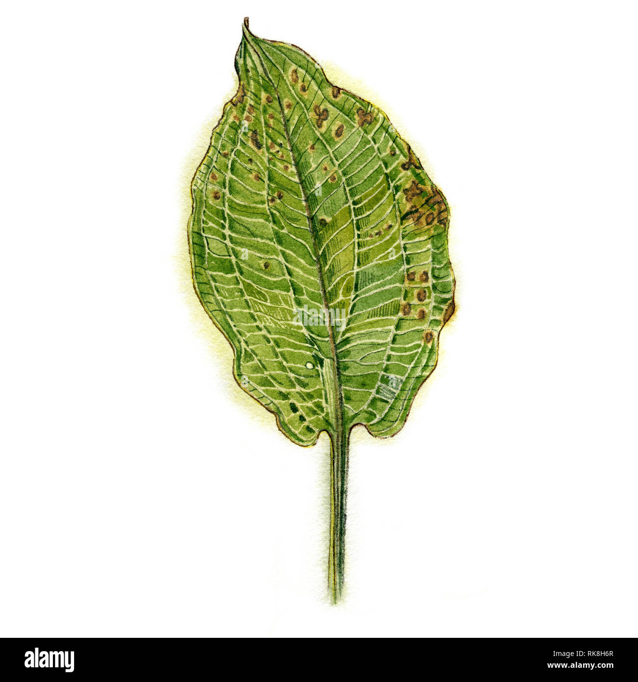 Water plant leaf. Alisma plantago-aquatica or water-plantain, or mad-dog weed. Hand drawn watercolor painting. Botanical illustration isolated on whit Stock Photo