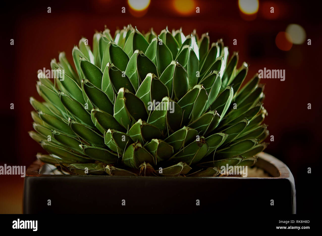 Small green plant in a pot Stock Photo