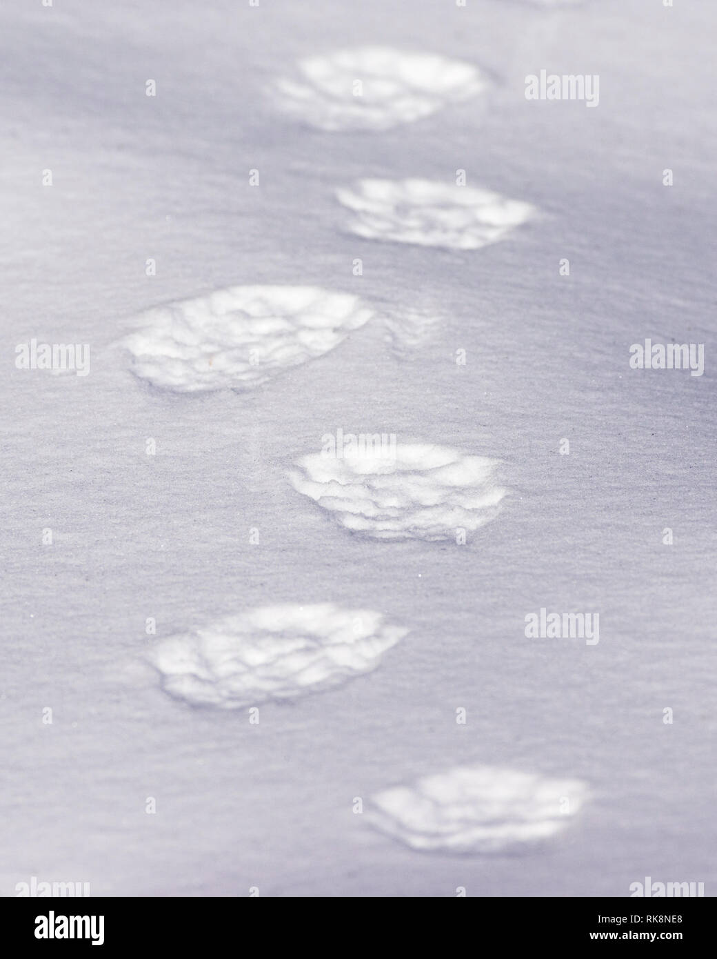 Fisher tracks (Pekania pennanti) in fresh snow in the winter. Stock Photo