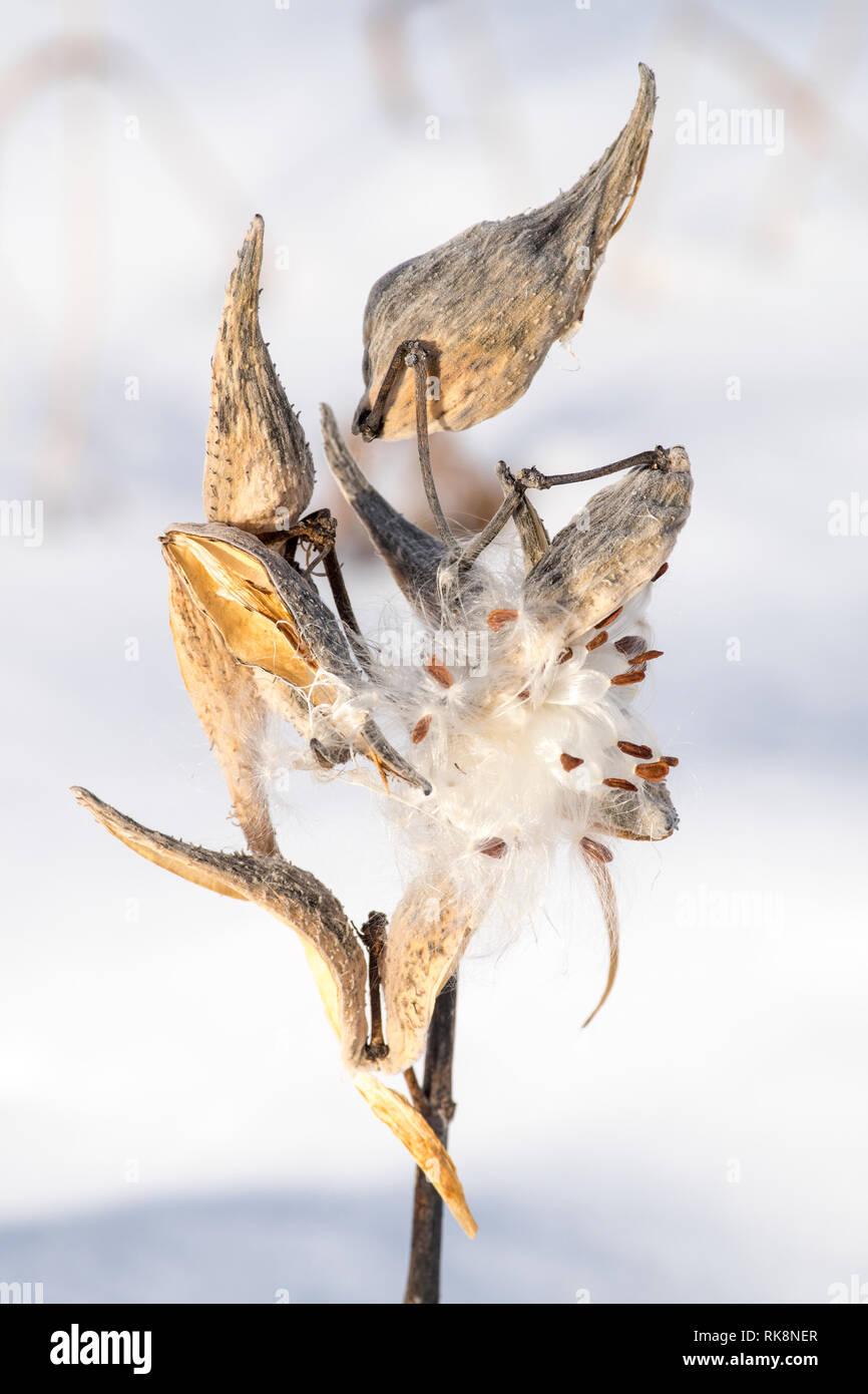 Common milkweed (Asclepias syriaca) seed pods dehiscing during the winter. Stock Photo