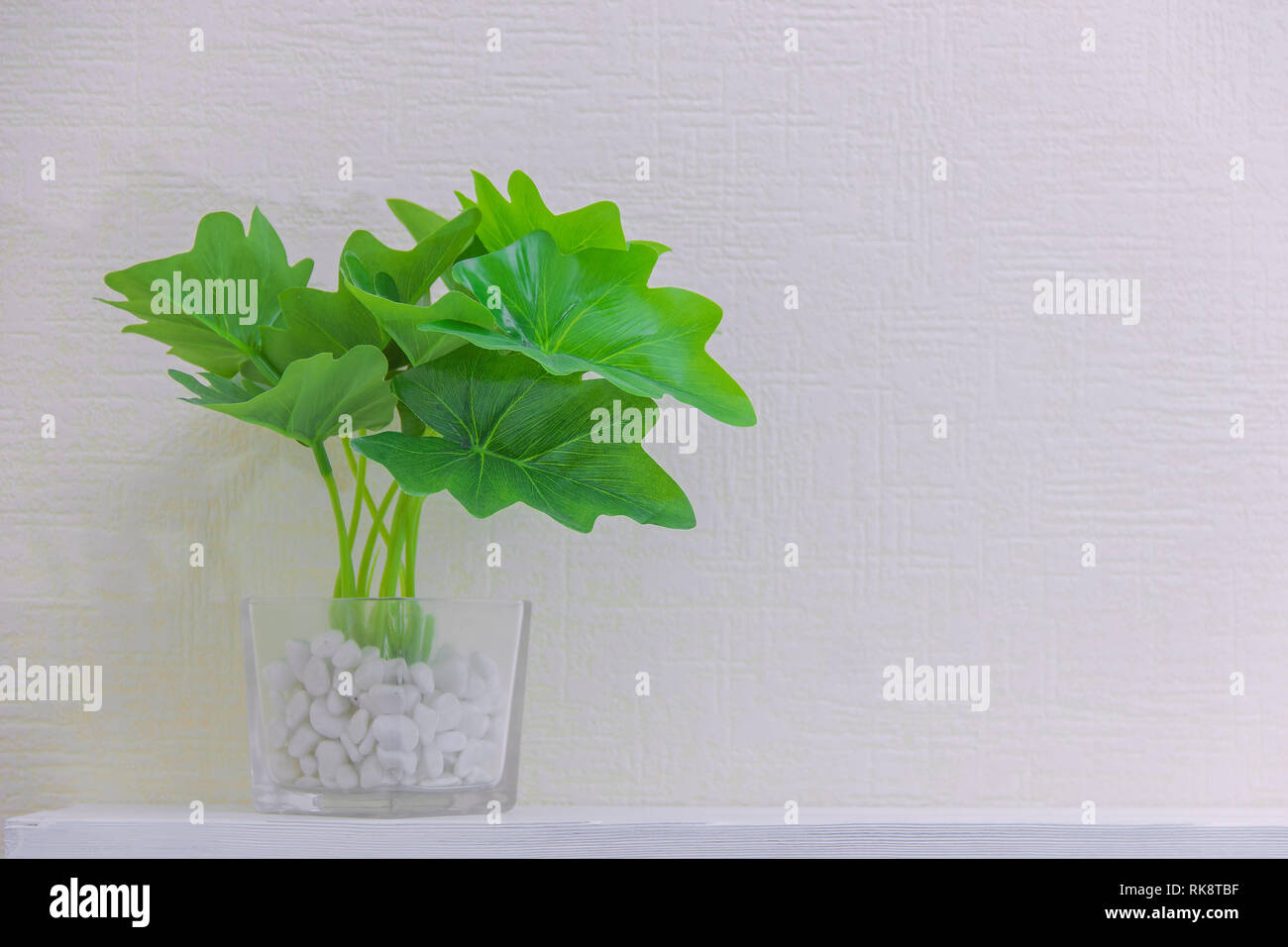houseplant in cute pots on wooden shelf on white wall with copy space ...