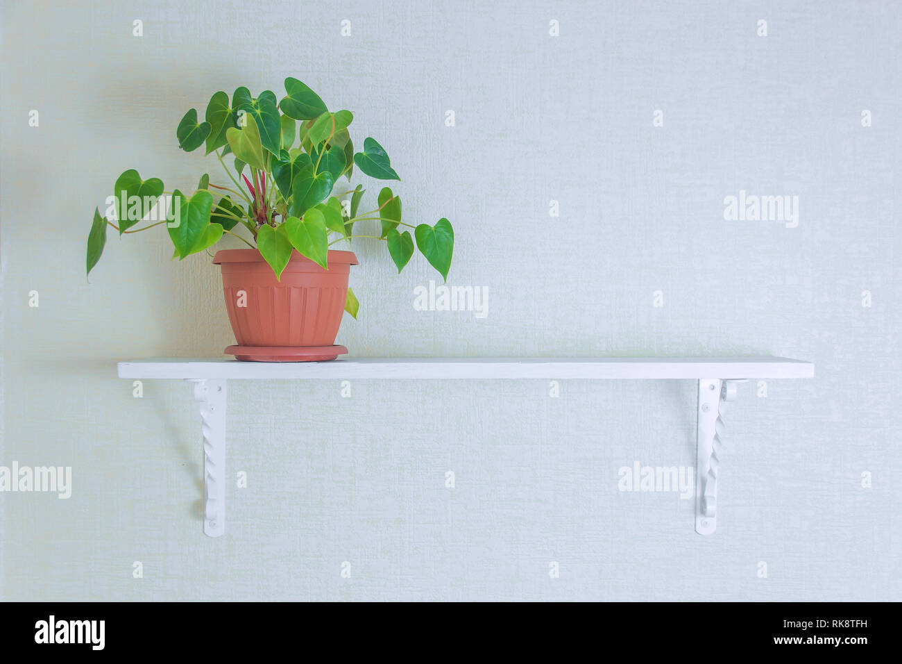 houseplant in cute pots on wooden shelf on white wall with copy space. Minimalist style decoration design. Stock Photo