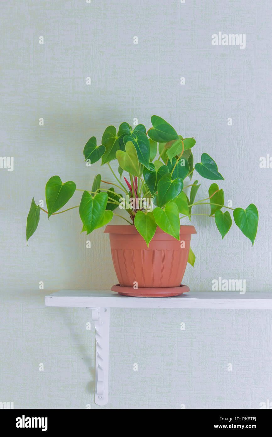 houseplant in cute pots on wooden shelf on white wall with copy space ...