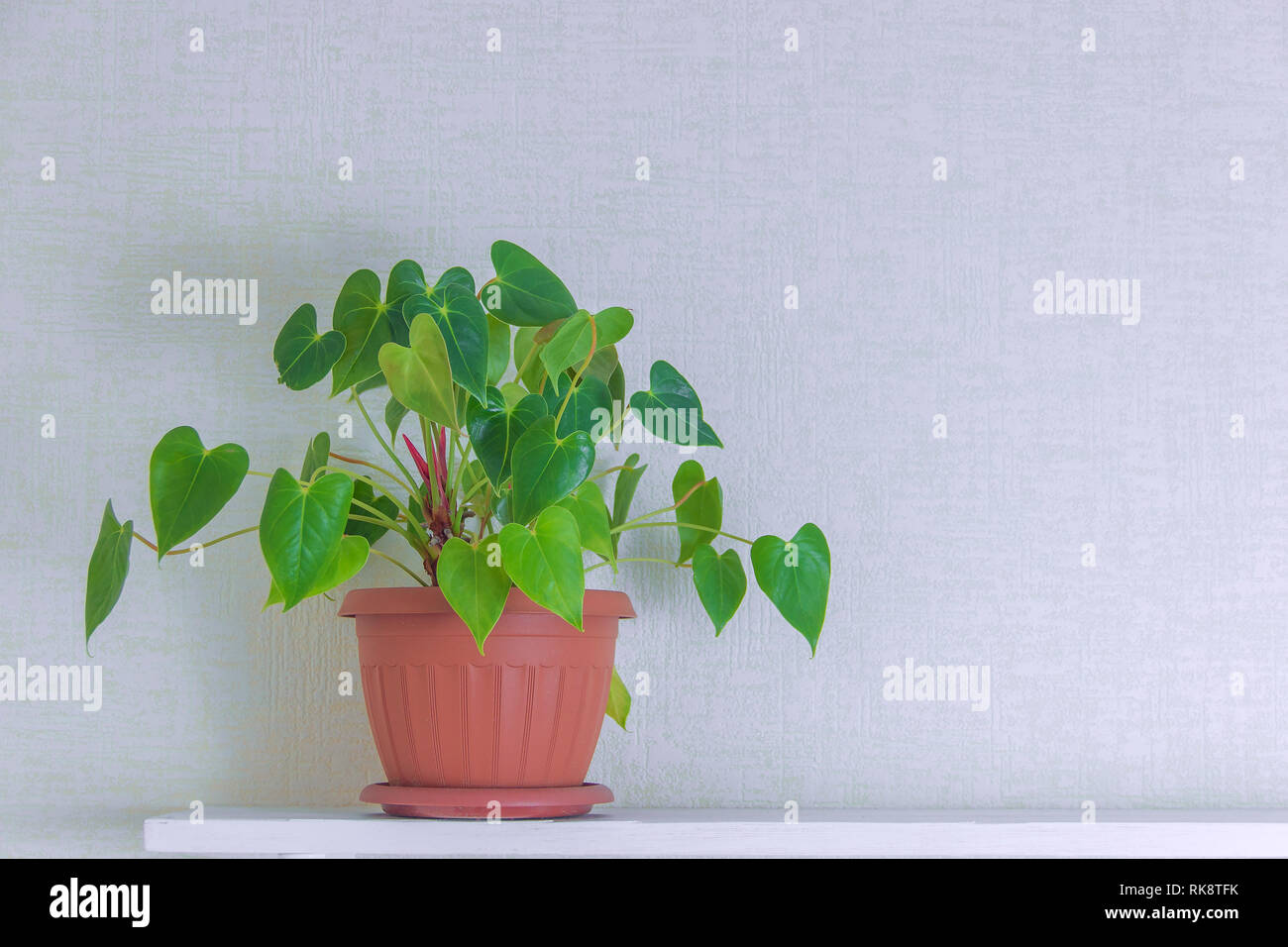 houseplant in cute pots on wooden shelf on white wall with copy space. Minimalist style decoration design. Stock Photo
