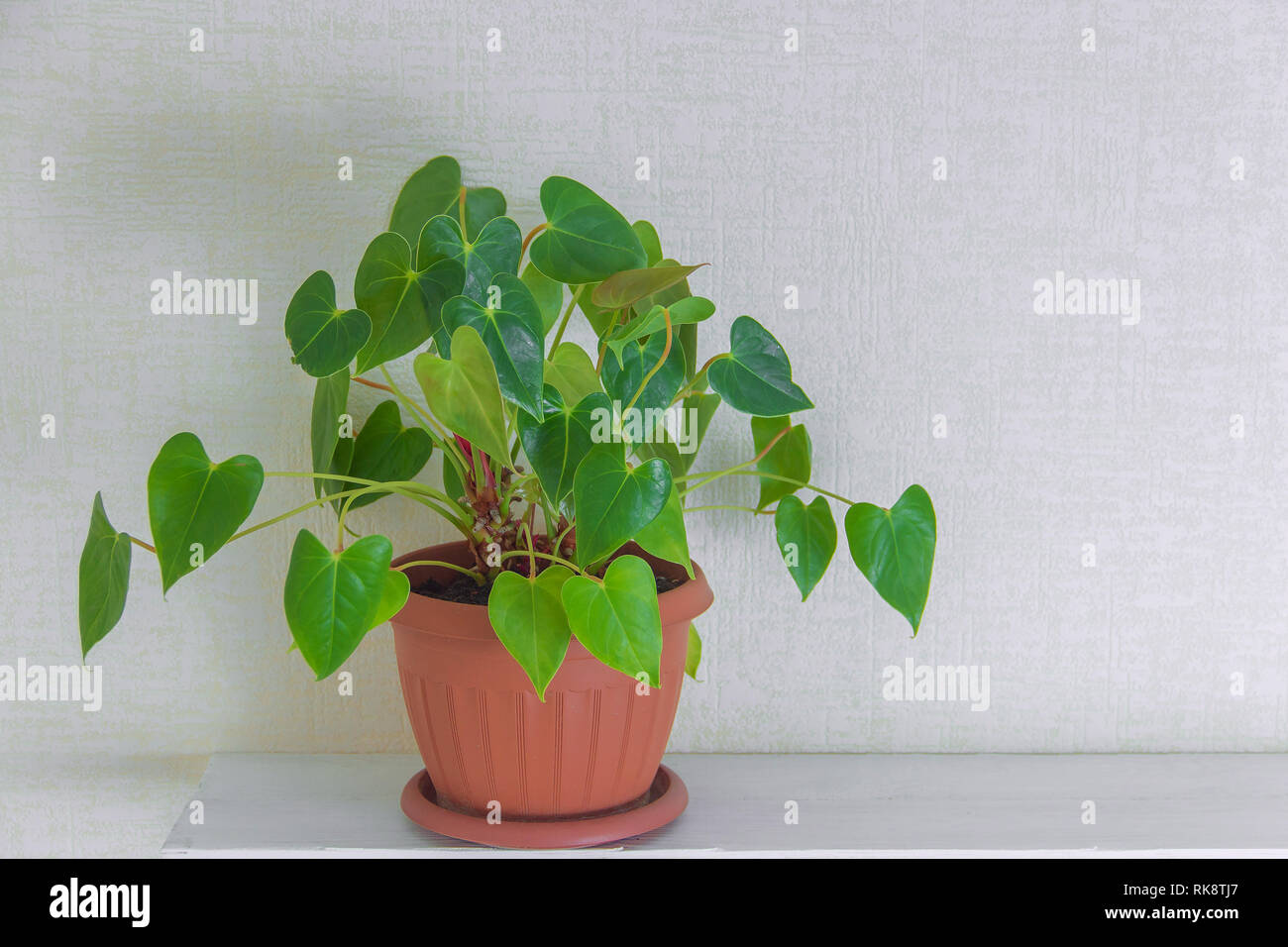 houseplant in cute pots on wooden shelf on white wall with copy space ...