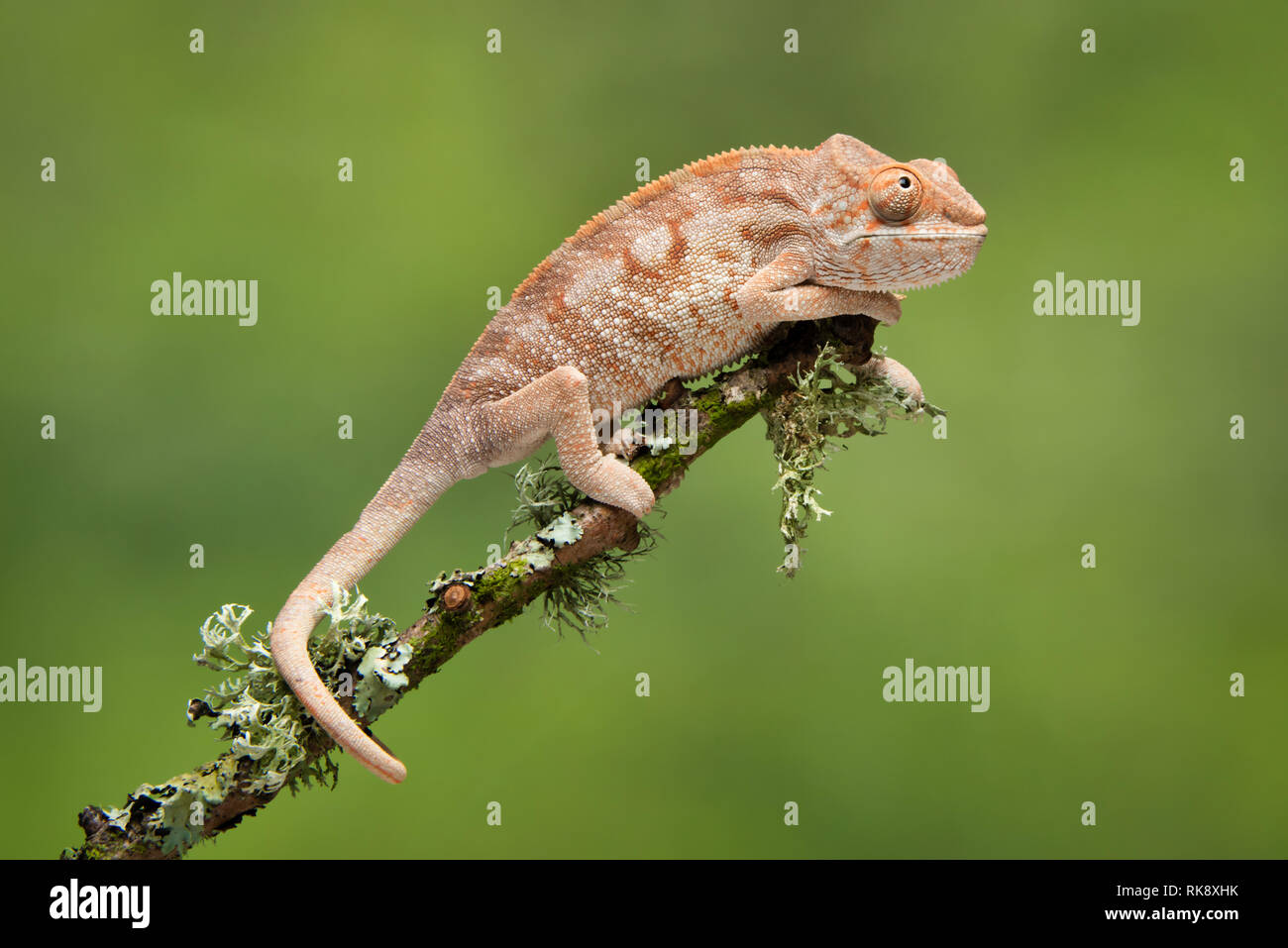A full length portrait of a chameleon climbing up a branch with a plain green background. Its tail wrapped around the branch Stock Photo