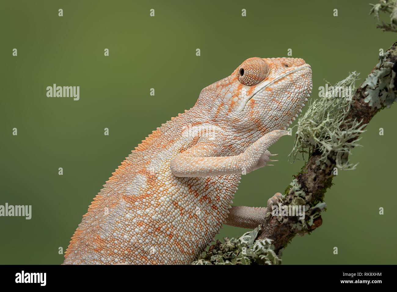 A half length portrait of a chameleon climbing up a branch with a plain green background Stock Photo