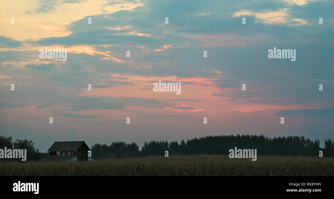 Colorful sunset over corn field, summer landscape Stock Photo - Alamy
