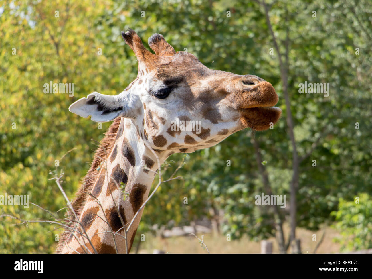 The portrait of Rothschild giraffe (Giraffa camelopardalis rothschildi ...