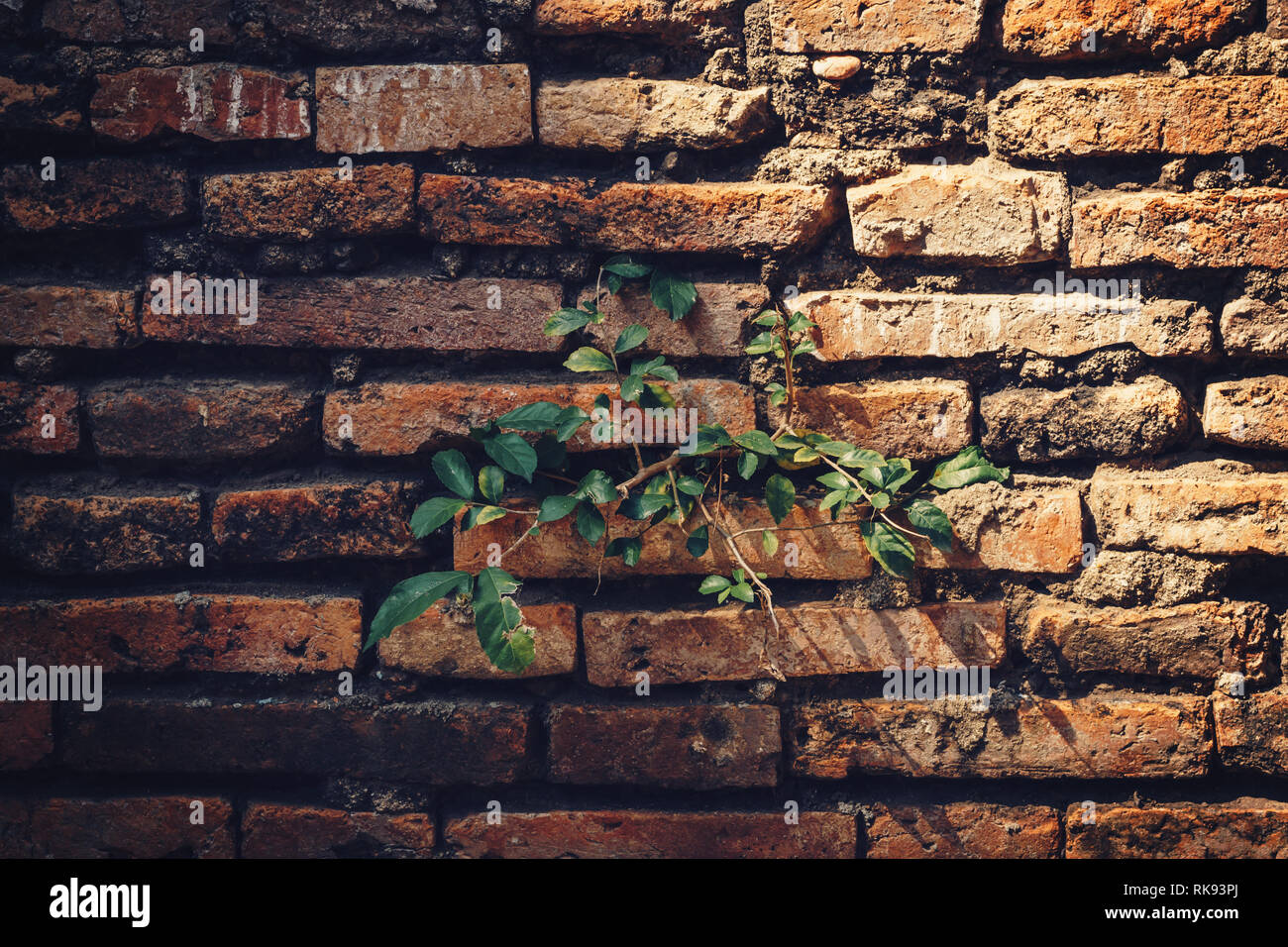 Old brick wall plants growing hi-res stock photography and images - Alamy