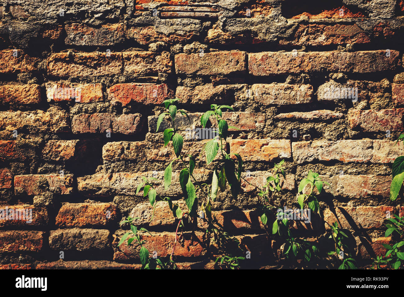 Old brick wall plants growing hi-res stock photography and images - Alamy