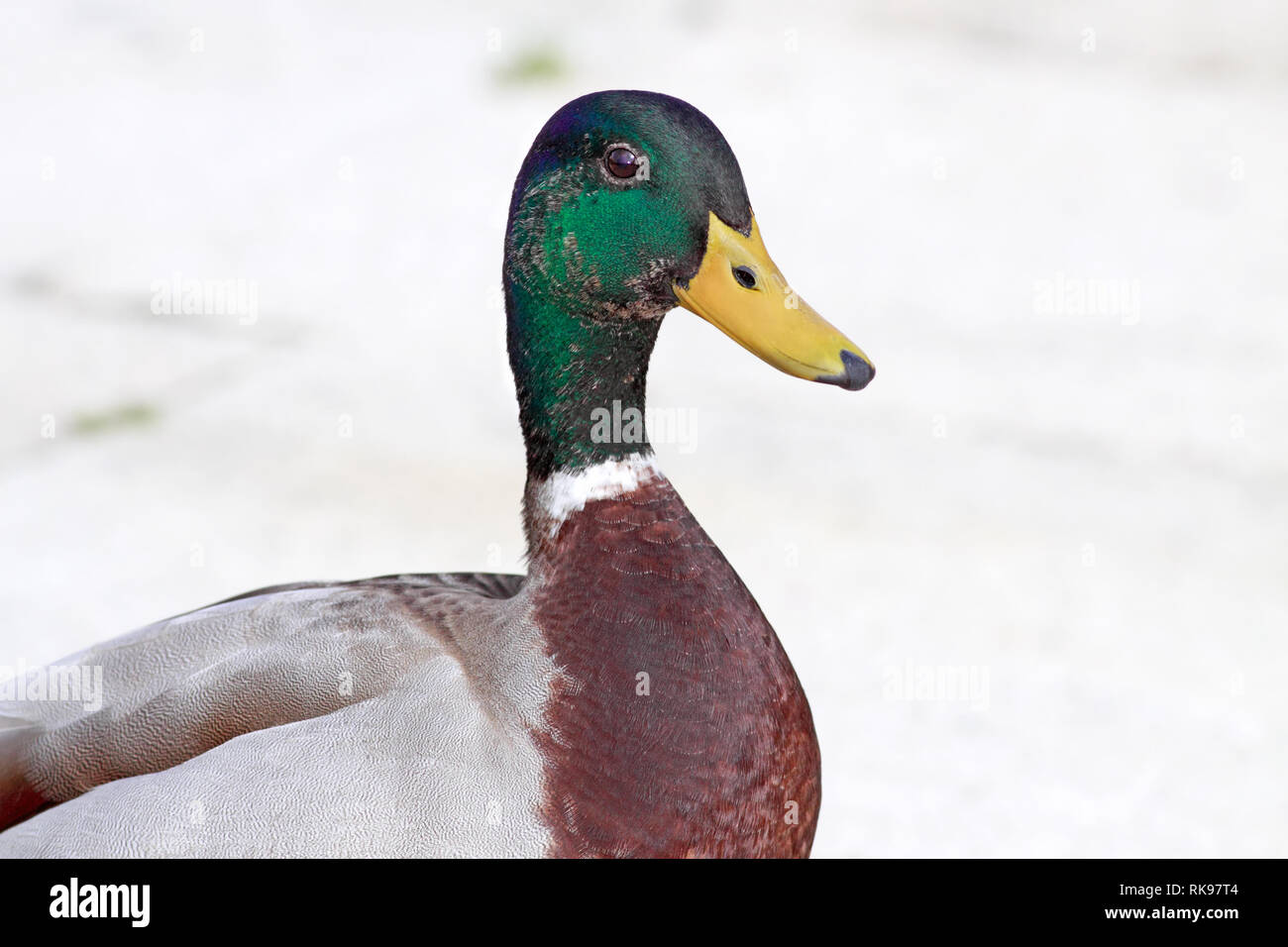 Detailed Male Mallard Duck Portrait Stock Photo Alamy Detailed Male Mallard Duck Portrait RK97T4