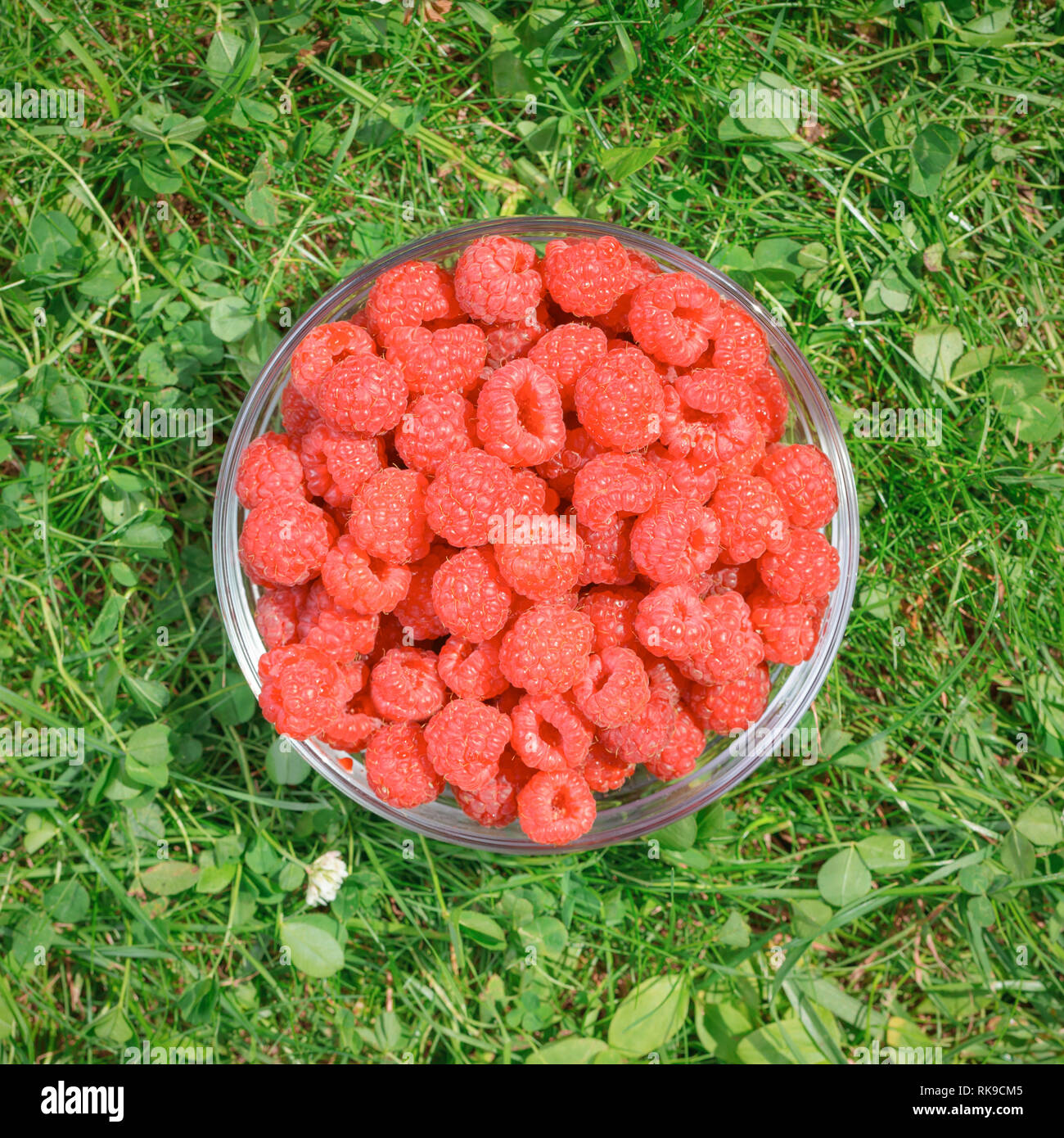Top view of a bowl of coral colored raspberries on a grass in a summer garden Stock Photo