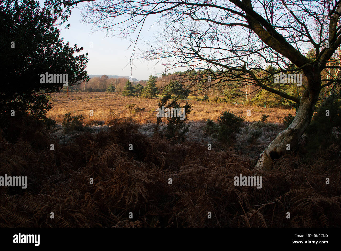 Heathland and Silver Birch Slap Bottom near Burley New Forest National