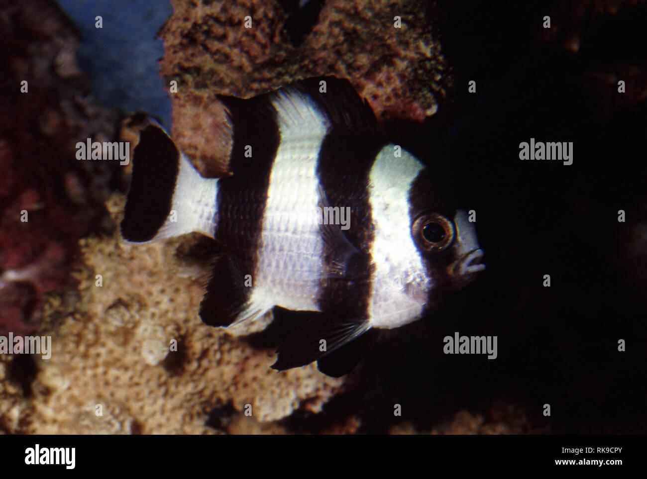 Blacktail humbug or Four stripes damselfish (Dascyllus melanurus) Stock Photo