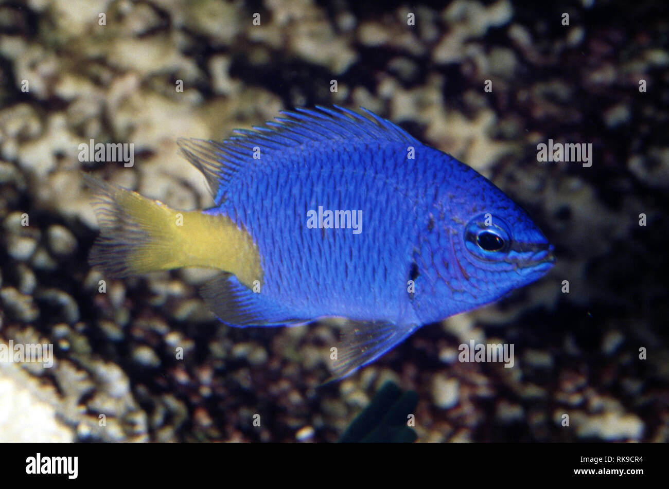 Goldtail damselfish or Yellowtail demoiselle (Chrysiptera parasema) Stock Photo