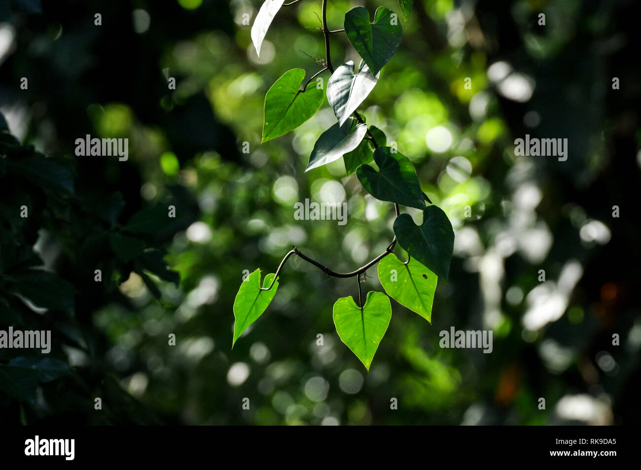 heart screen - PlatinA Forest