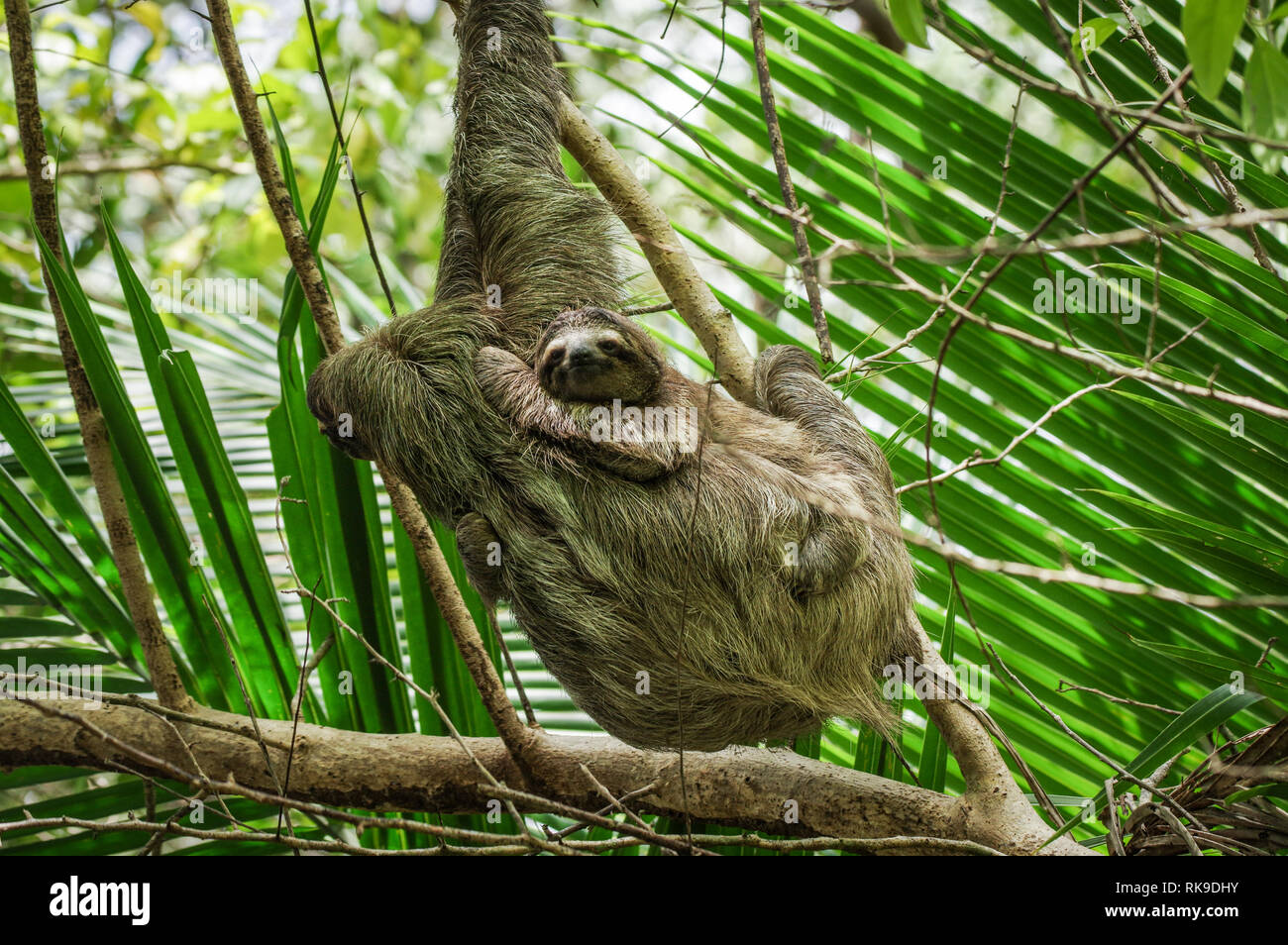 Brown-throated sloth hanging out in a tree on Isla Cristobal in Bocas Del Toro Archipelago, Panama Stock Photo