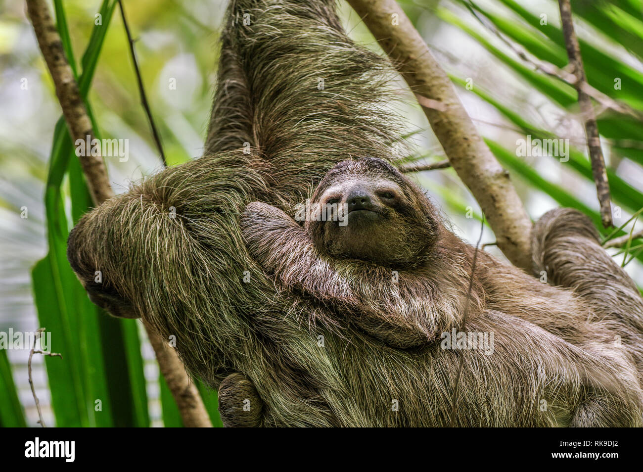 Brown-throated sloth hanging out in a tree on Isla Cristobal in Bocas Del Toro Archipelago, Panama Stock Photo