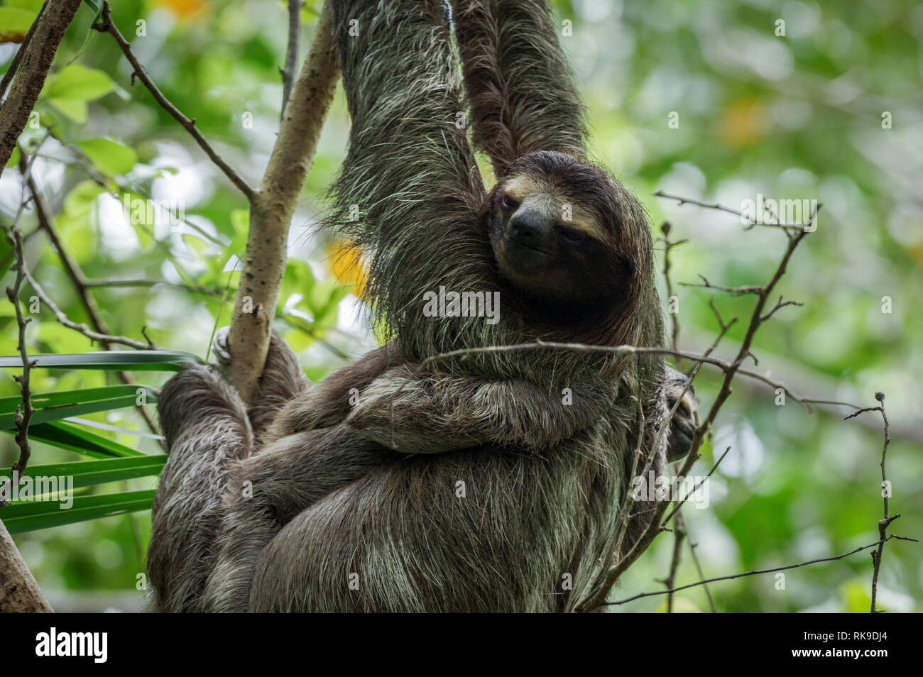 Brown-throated sloth hanging out in a tree on Isla Cristobal in Bocas Del Toro Archipelago, Panama Stock Photo
