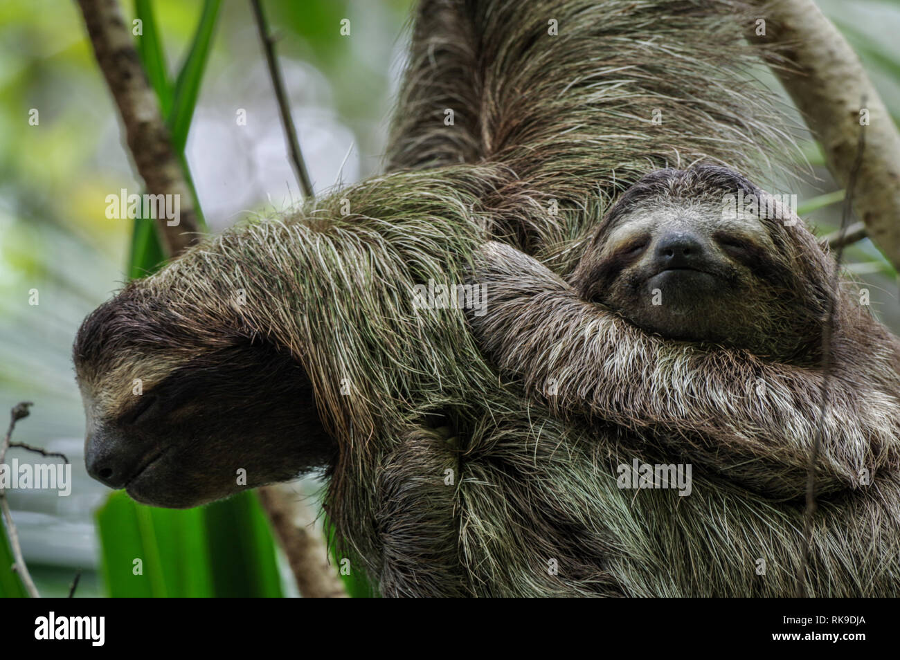 Brown-throated sloth hanging out in a tree on Isla Cristobal in Bocas Del Toro Archipelago, Panama Stock Photo