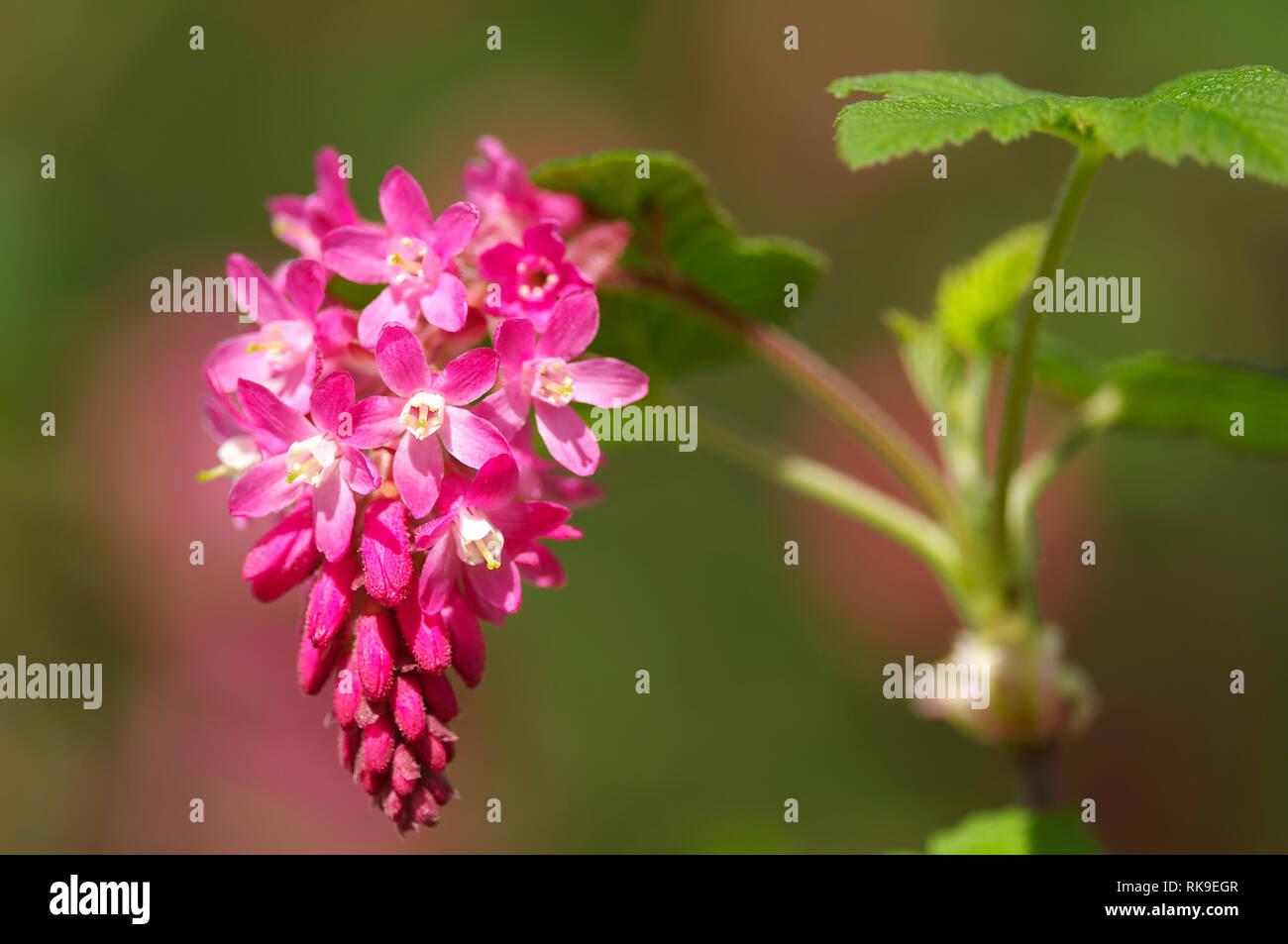 Cluster of Pink-flowering Currant (Ribes sanguineum glutinosum) blossoms. Stock Photo