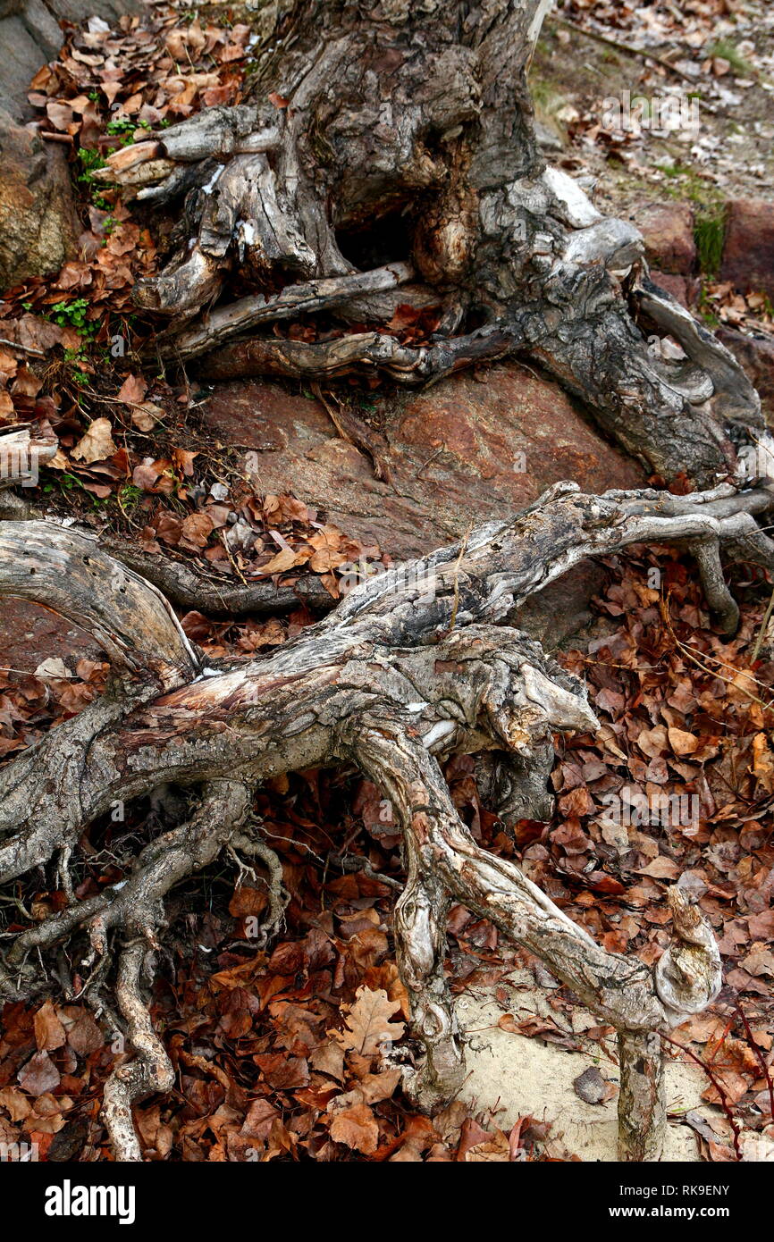 Roots of a dead tree Stock Photo - Alamy