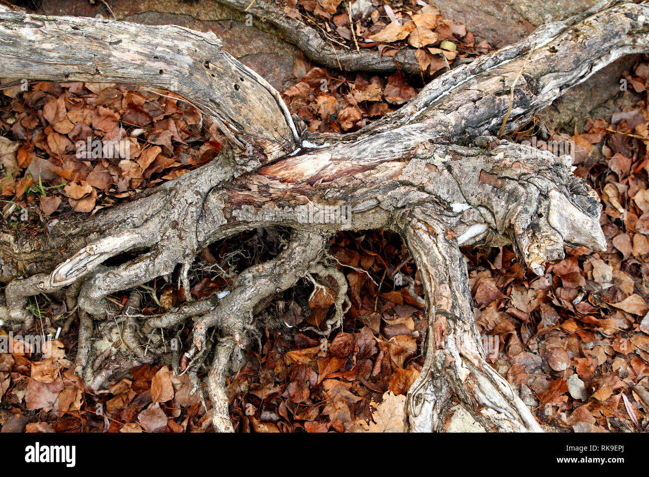 Roots of a dead tree Stock Photo Alamy