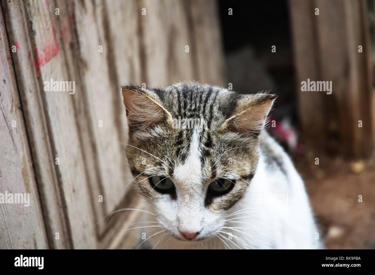 Close-Up Portrait Of Cute Street Cat Stock Photo - Alamy