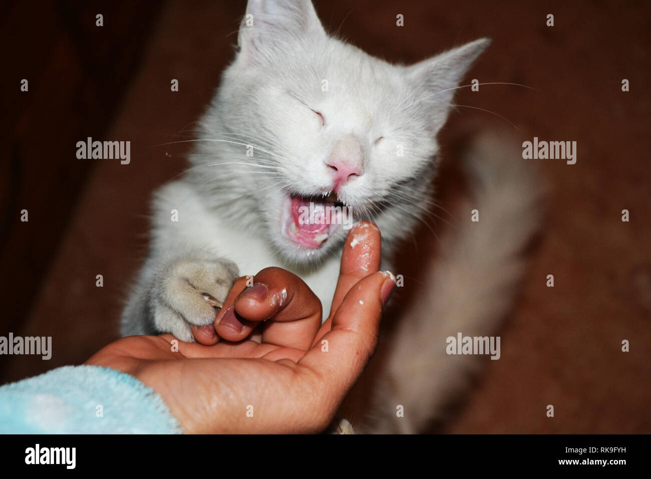 Hungry White Cat Want To Eat Stock Photo