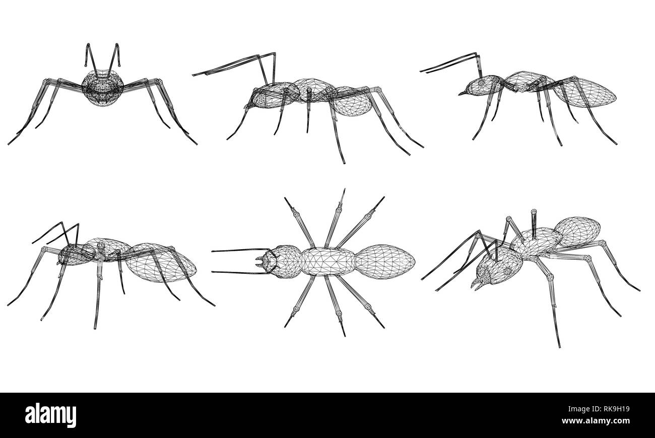 Set with ants wireframes in different positions. Isometric, side view, top view, front view. 3D. Vector illustration. Stock Vector