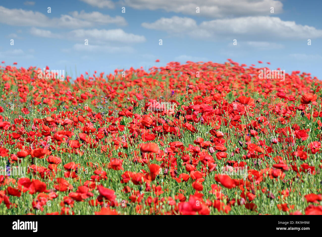 poppies flower meadow and blue sky with clouds landscape Stock Photo ...