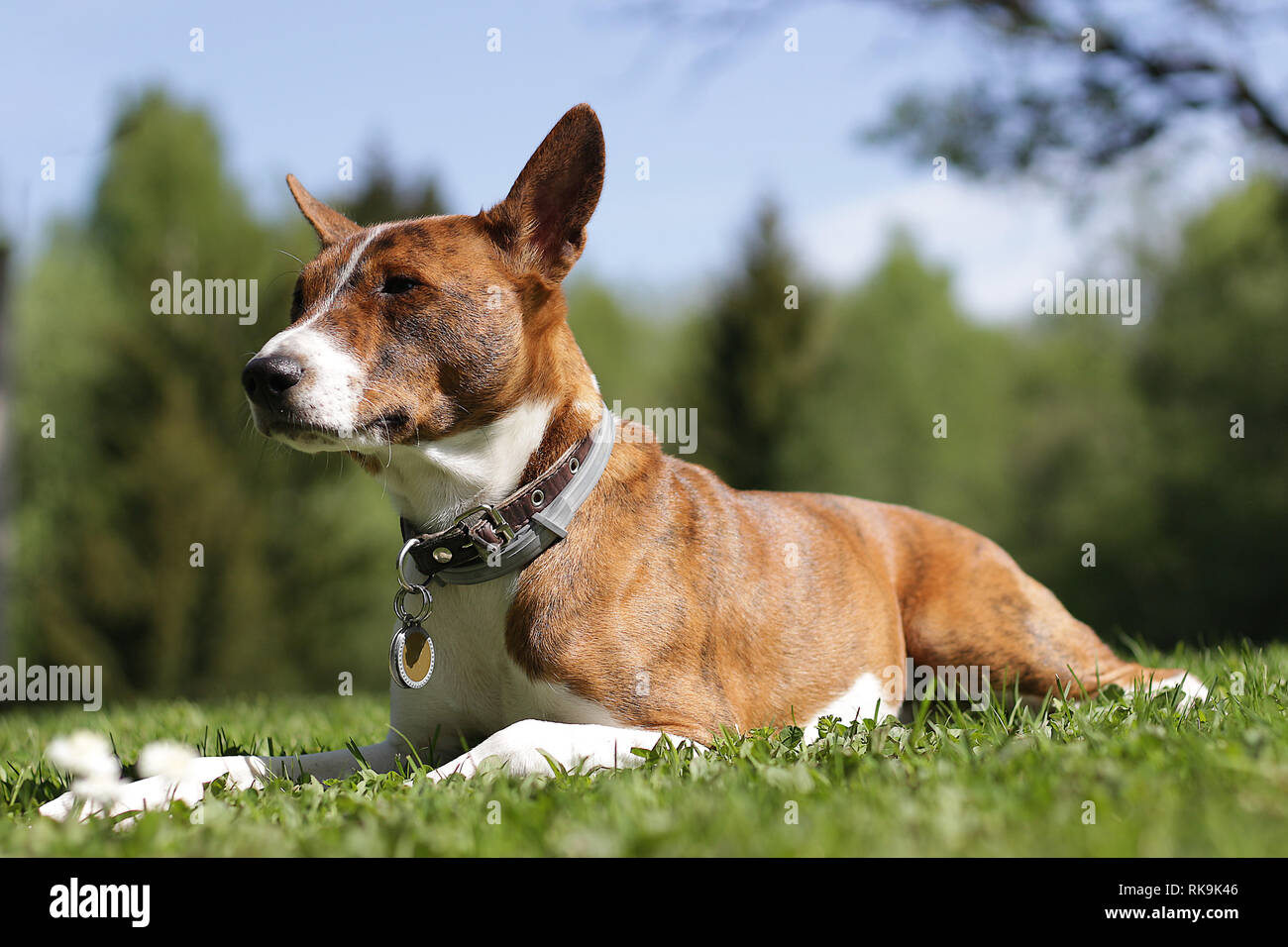 Basenji dog on grass outdoor. Basenji Kongo Terrier Dog. The Basenji is a breed of hunting dog Stock Photo