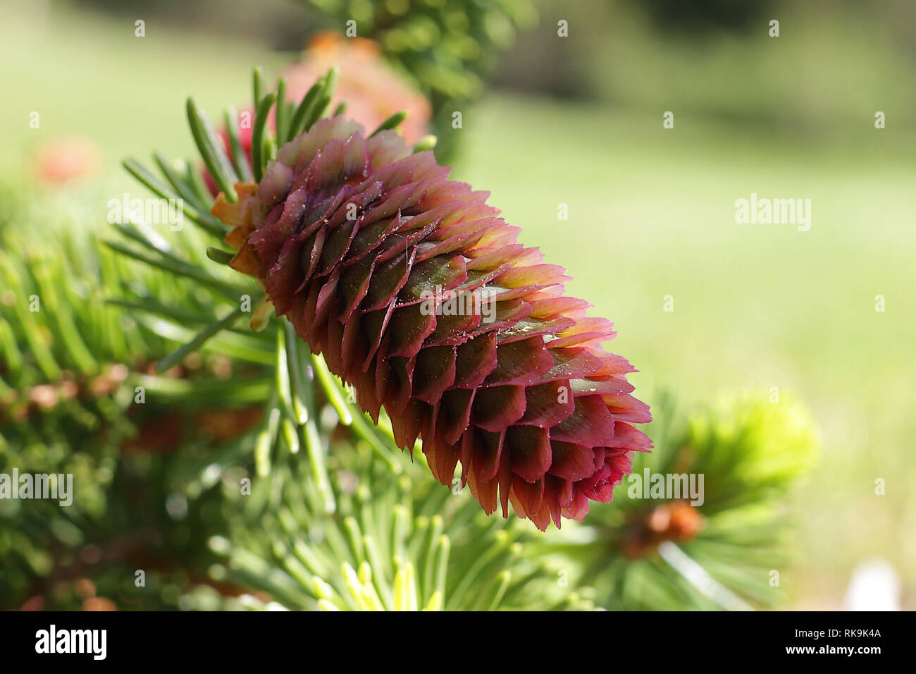 Branches of flowering spruce with red cones in spring forest. Stock Photo
