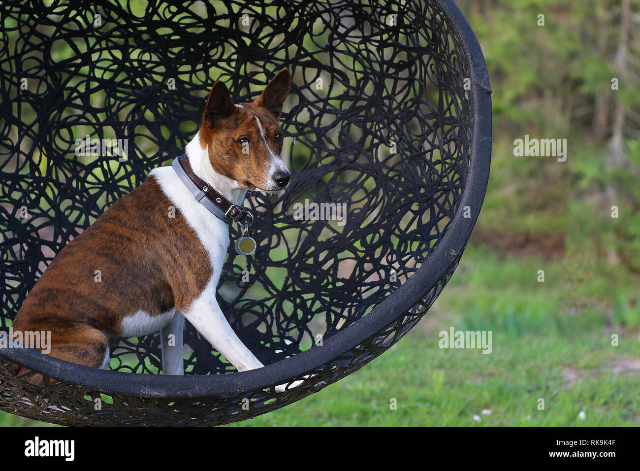 Basenji dog on grass outdoor. Basenji Kongo Terrier Dog. The Basenji is a breed of hunting dog Stock Photo