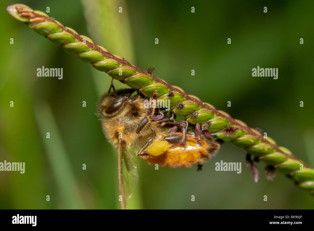 Honey bee crawling on a green plant with purple and pink flower in