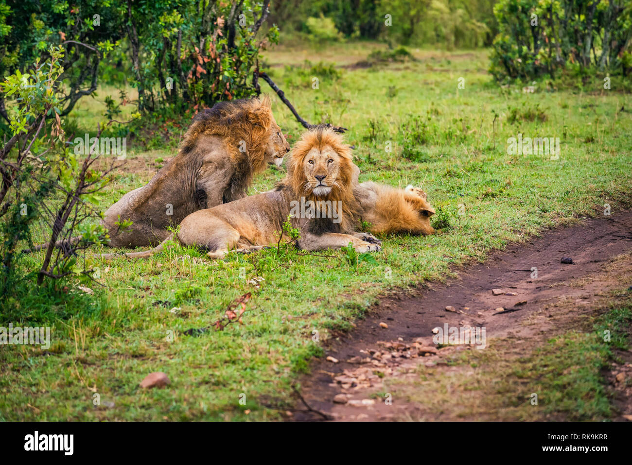Group of male lions resting Stock Photo