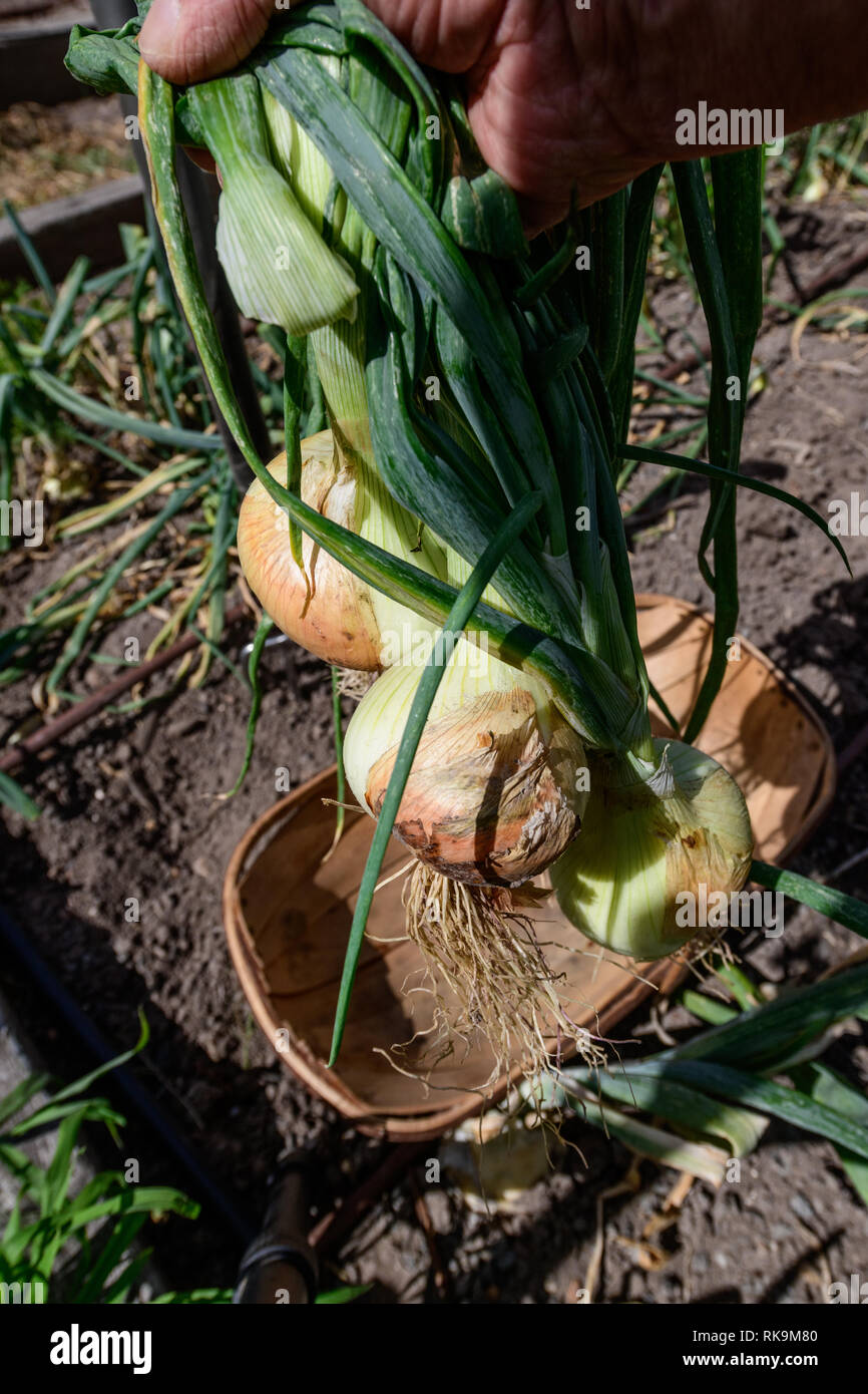 Picking onions in the vegetable garden Stock Photo Alamy