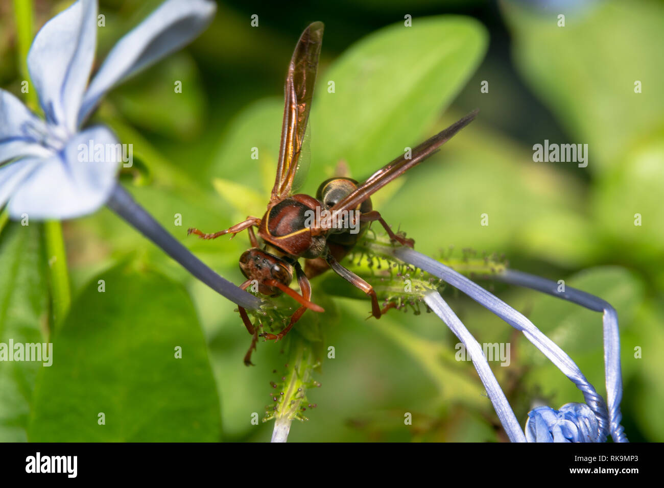 Australian mud wasp, orange and black wasp, mud dauber with red