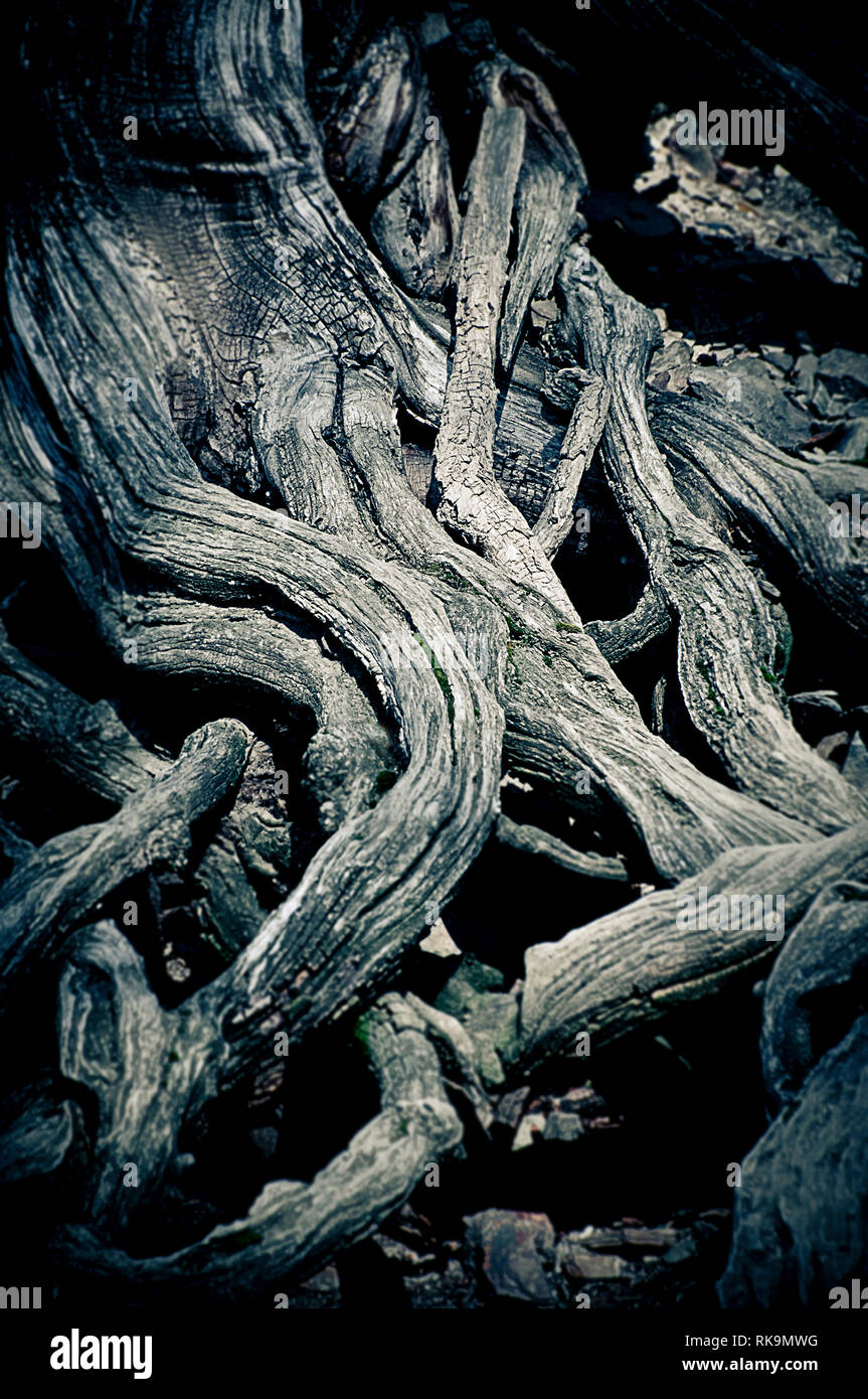 intricate bunch of roots of a tree Stock Photo