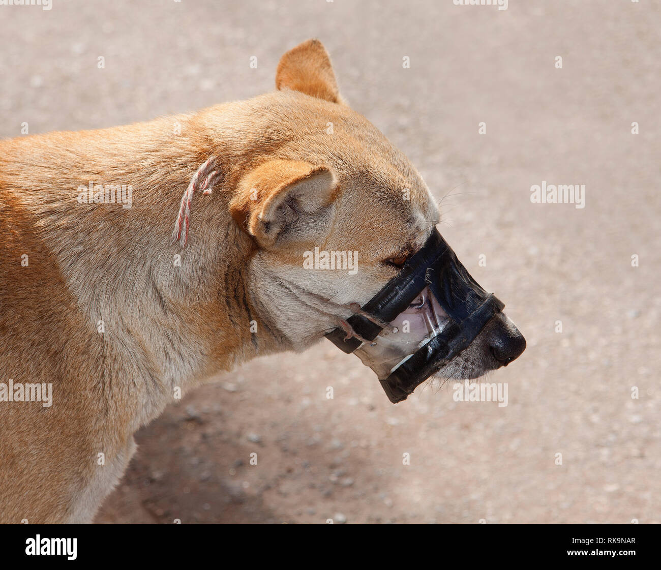 Snappy dog with an unusual muzzle in Thailand Stock Photo