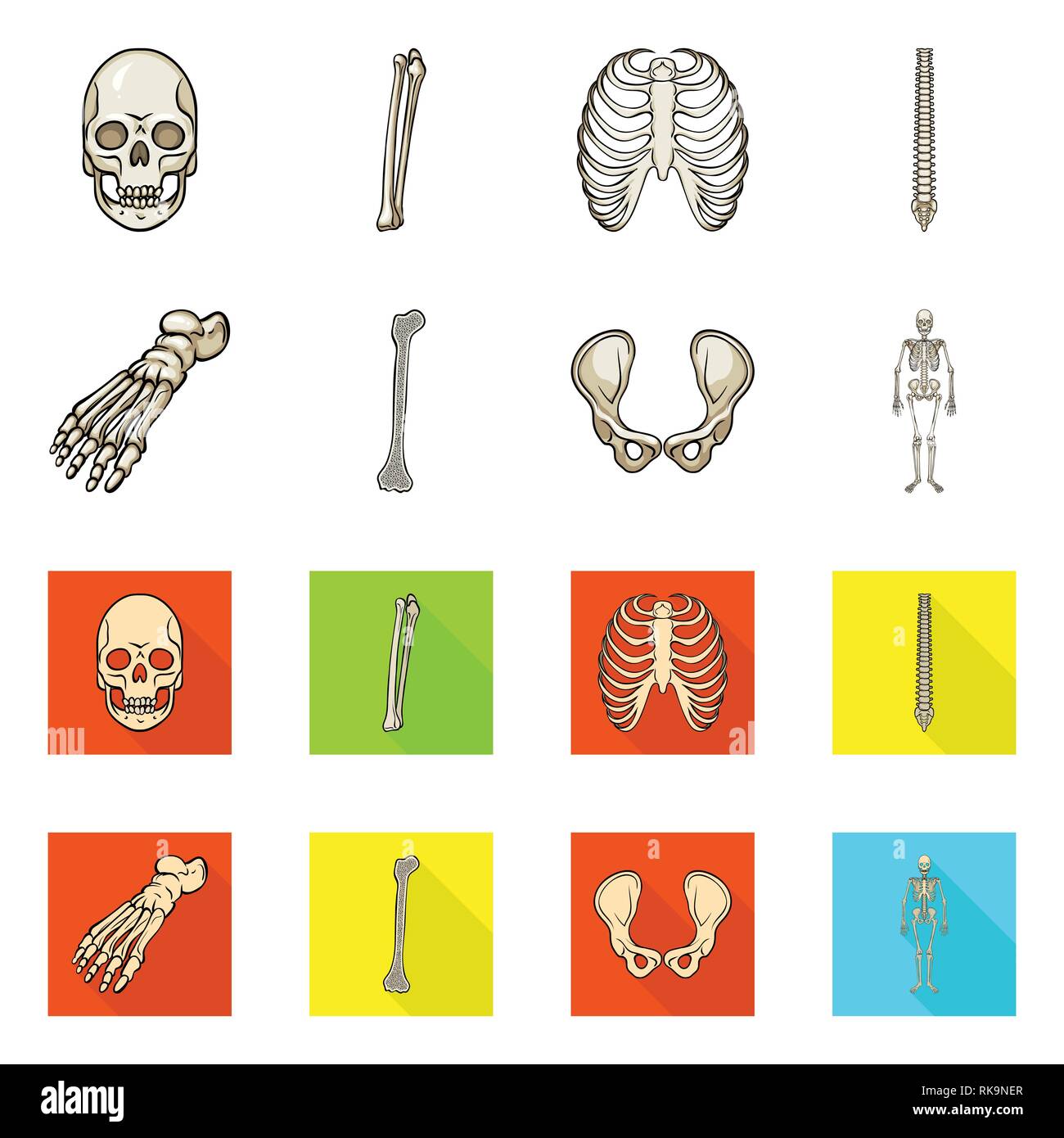 skull,femur,rib,spine,foot,hip,musculoskeletal,death,cage,chiropractic ...