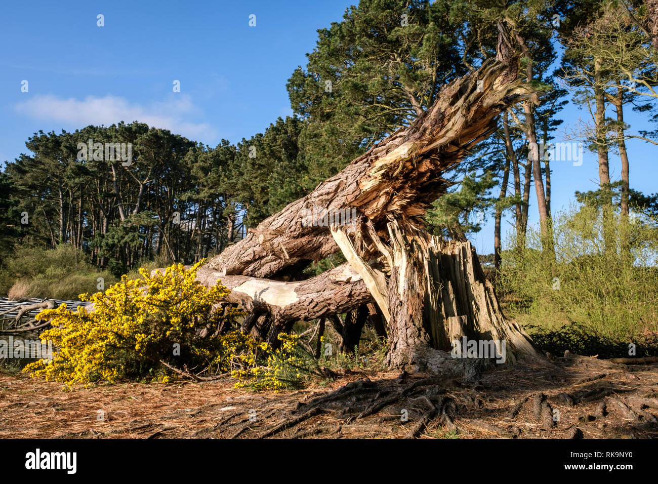 Broken Pine Tree High Resolution Stock Photography and Images Alamy